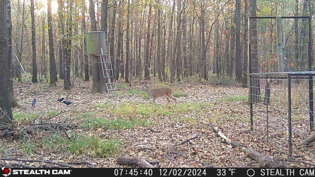 160 Zigler Road Avery, TX 75554 - Photo 8 of 14 View of yard