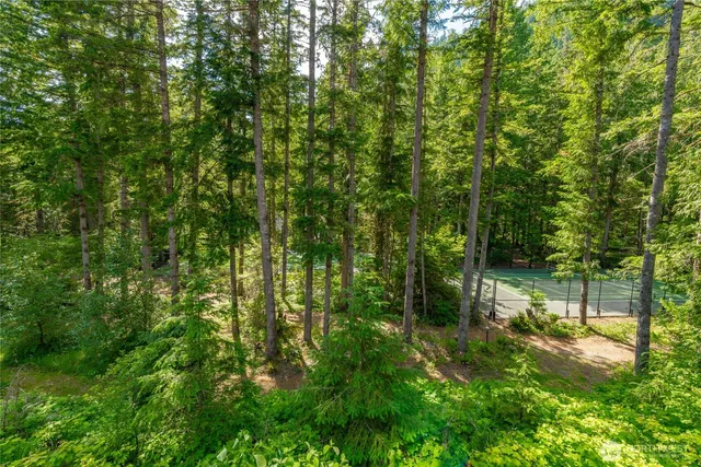 a view of a lush green forest with large trees