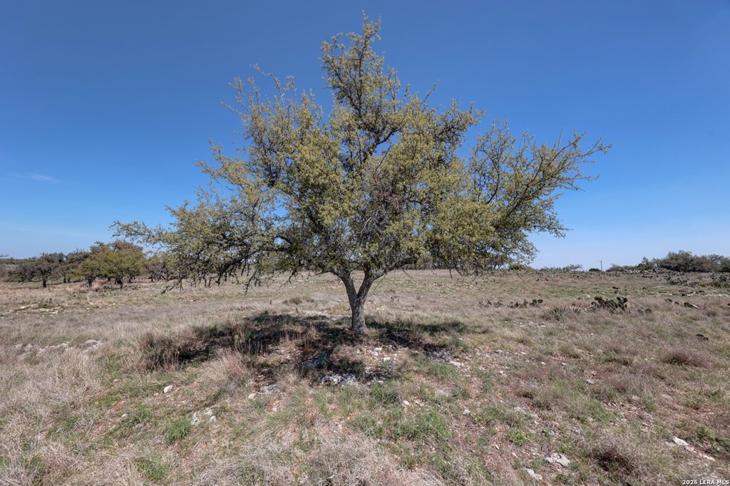 1443 Gina Road Harper, TX 78631 - Photo 19 of 49 a view of a dry yard