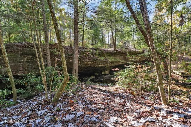 a view of a yard with plants and large trees