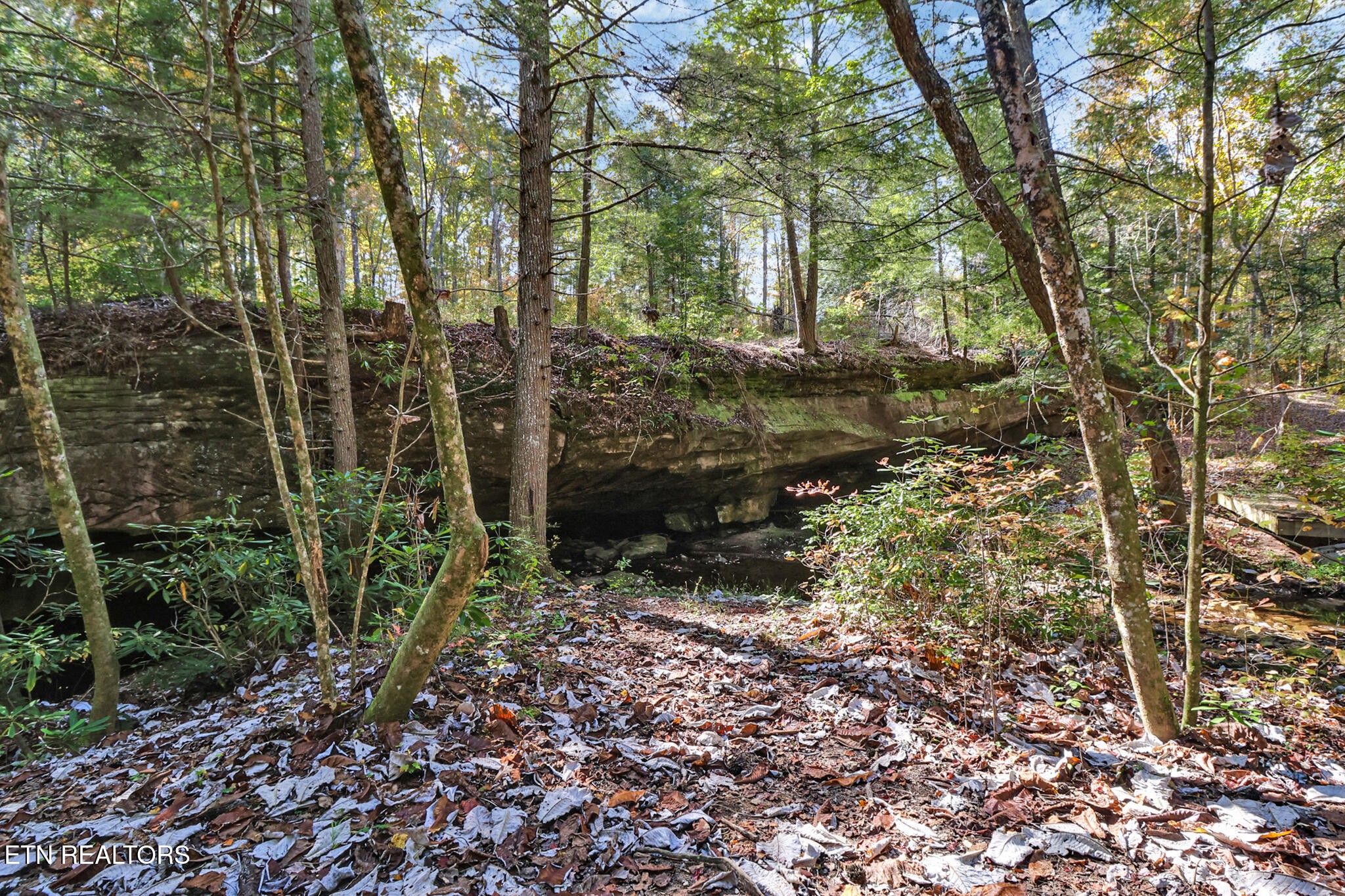 232 Victoria Circle Jamestown, TN 38556 - Photo 46 of 58 a view of a yard with plants and large trees