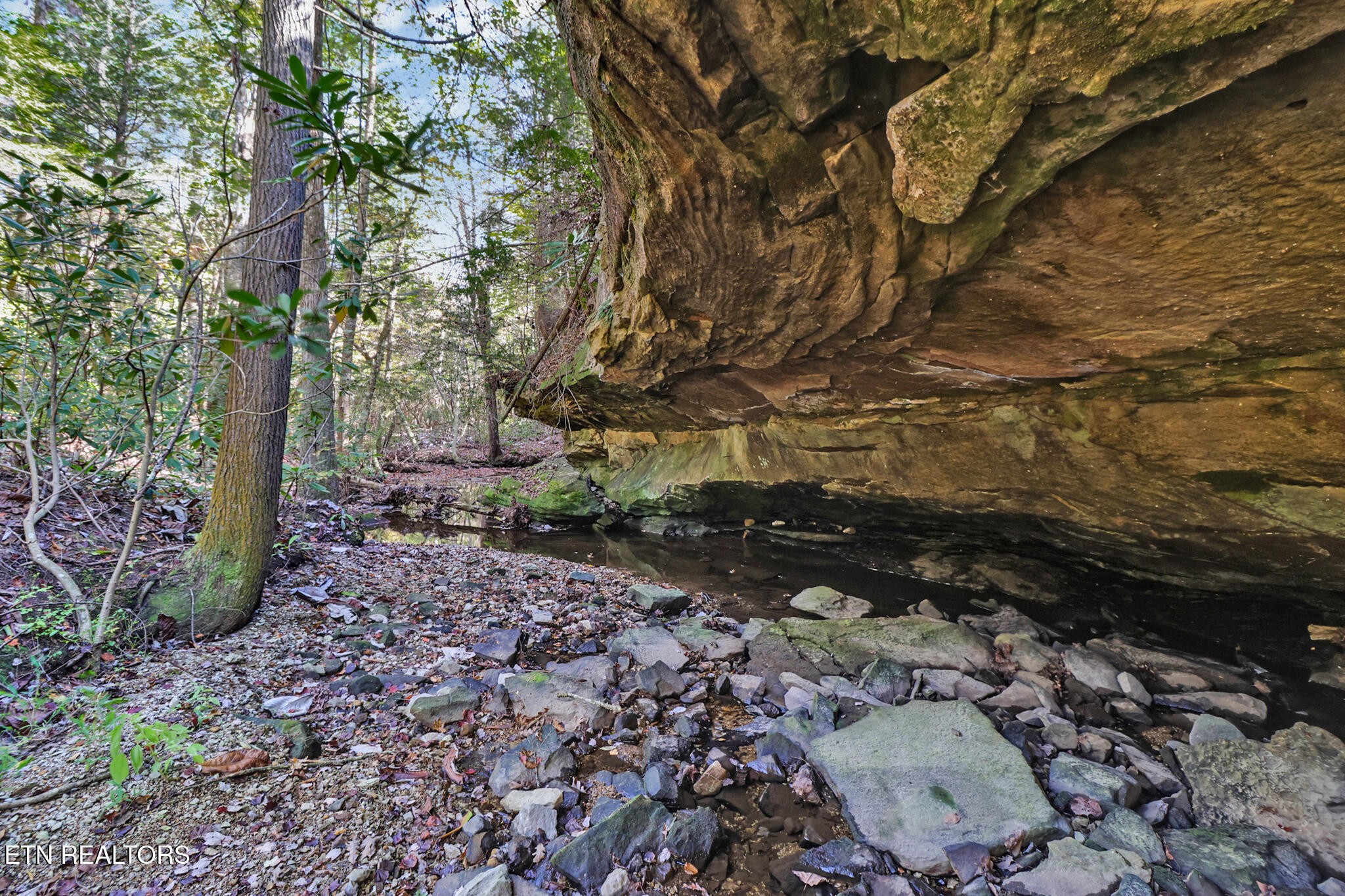 232 Victoria Circle Jamestown, TN 38556 - Photo 47 of 58 a picture of yard