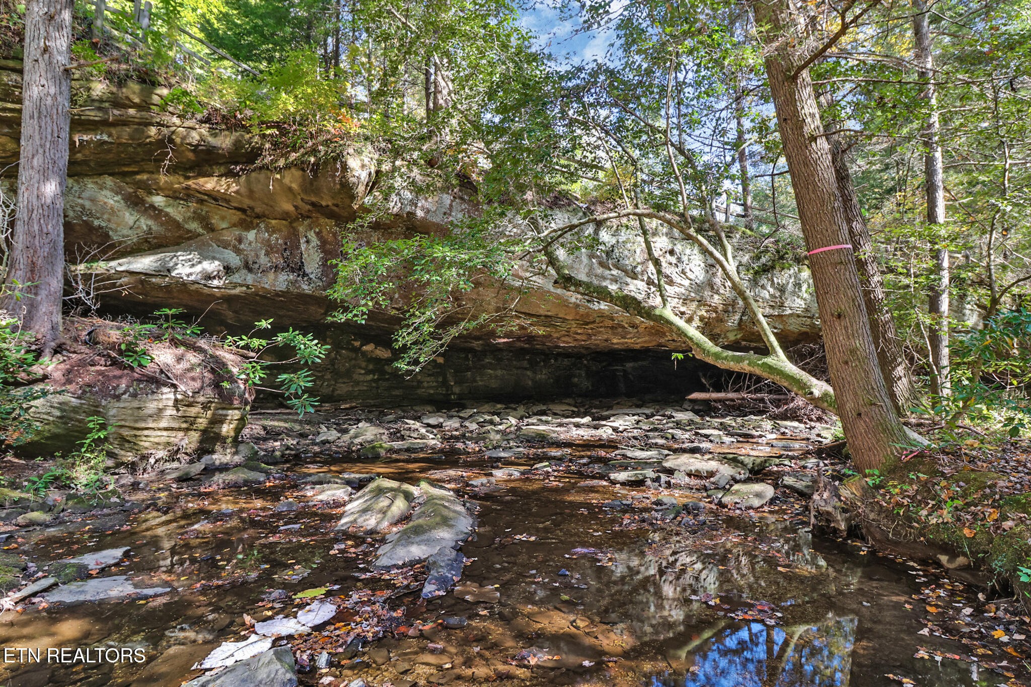232 Victoria Circle Jamestown, TN 38556 - Photo 49 of 58 a view of a yard with plants and large trees