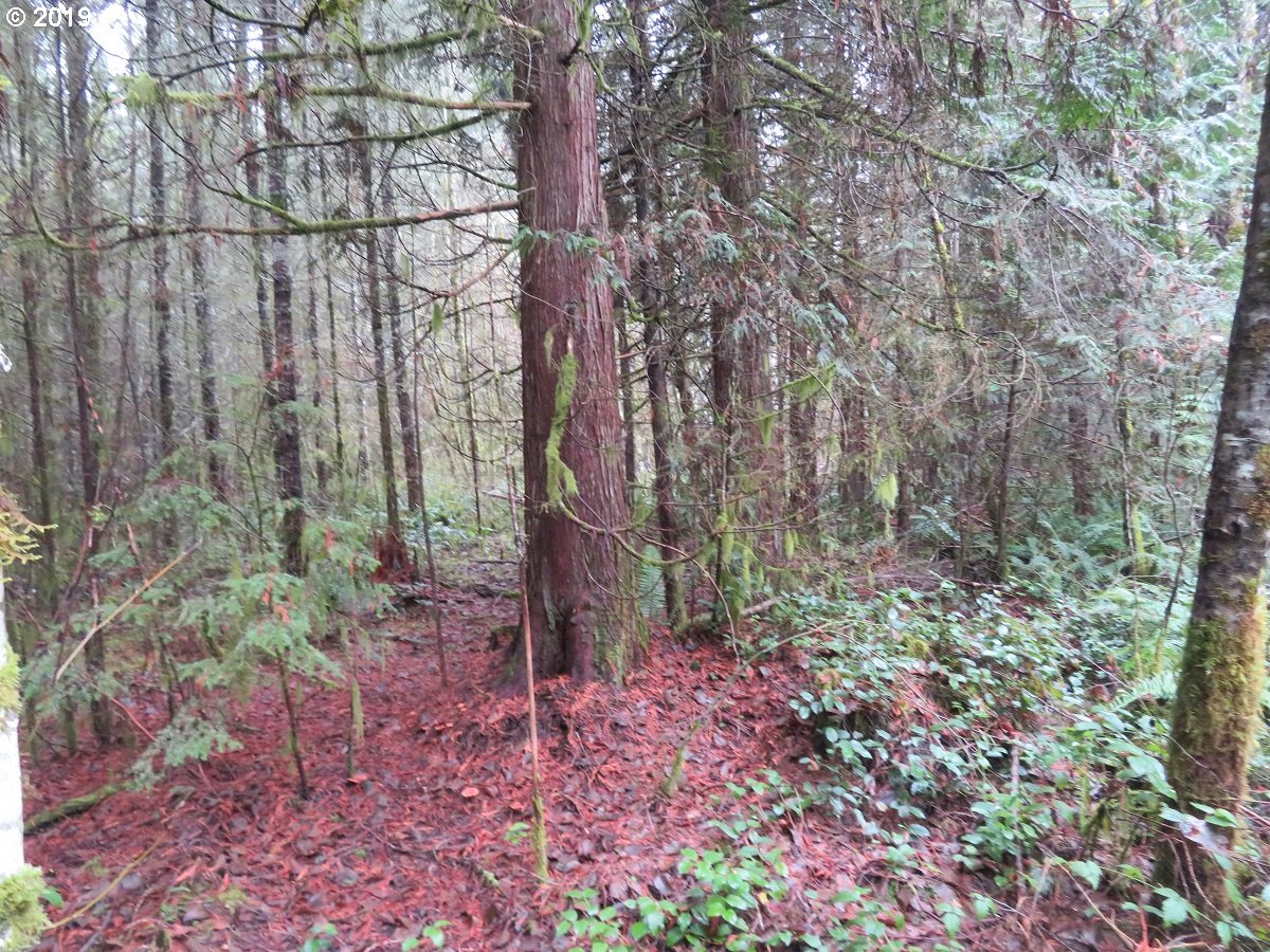 Cousins Road Chehalis, WA 98532 - Photo 20 of 32