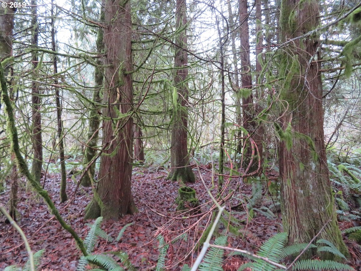Cousins Road Chehalis, WA 98532 - Photo 22 of 32