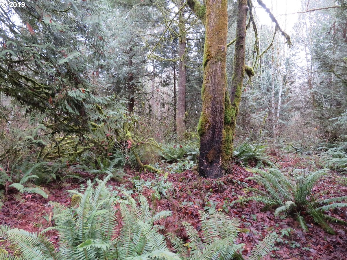 Cousins Road Chehalis, WA 98532 - Photo 27 of 32