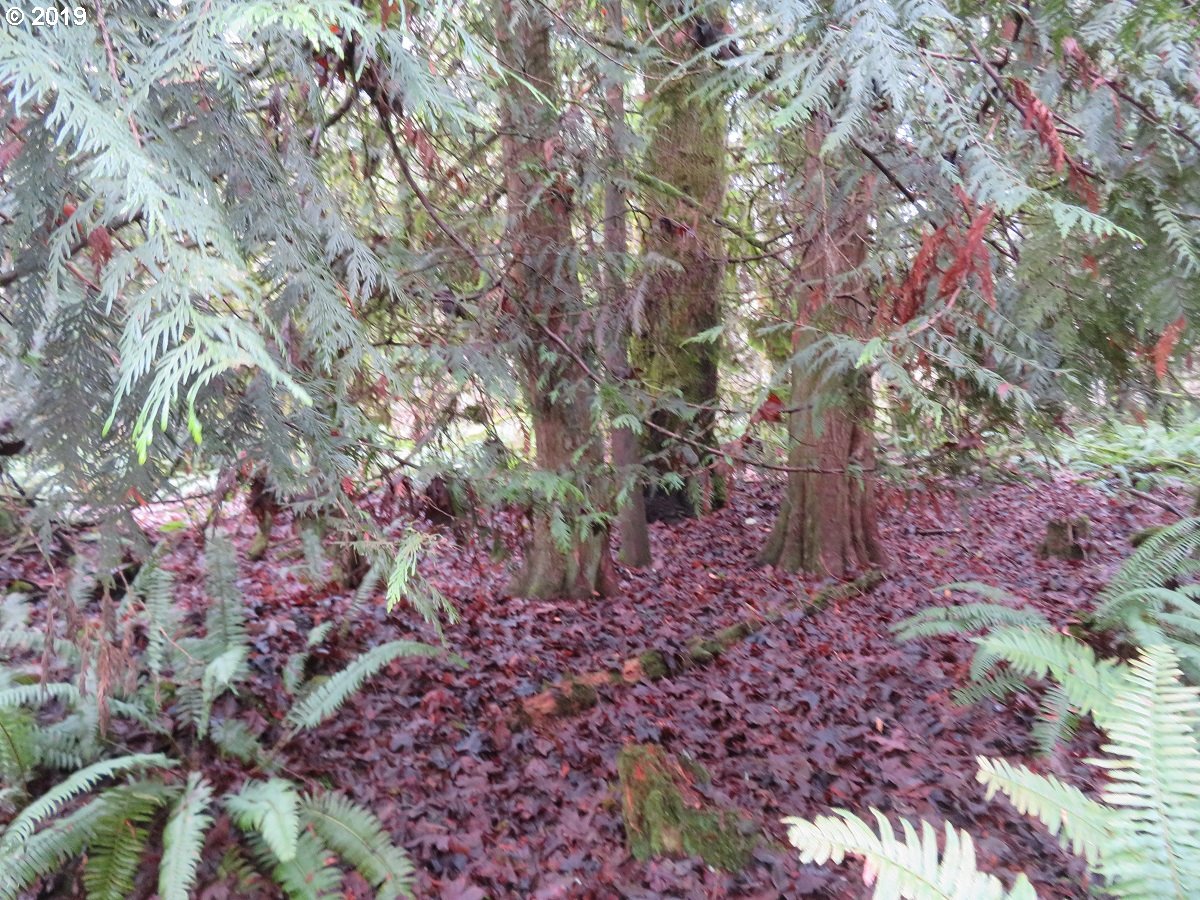 Cousins Road Chehalis, WA 98532 - Photo 30 of 32