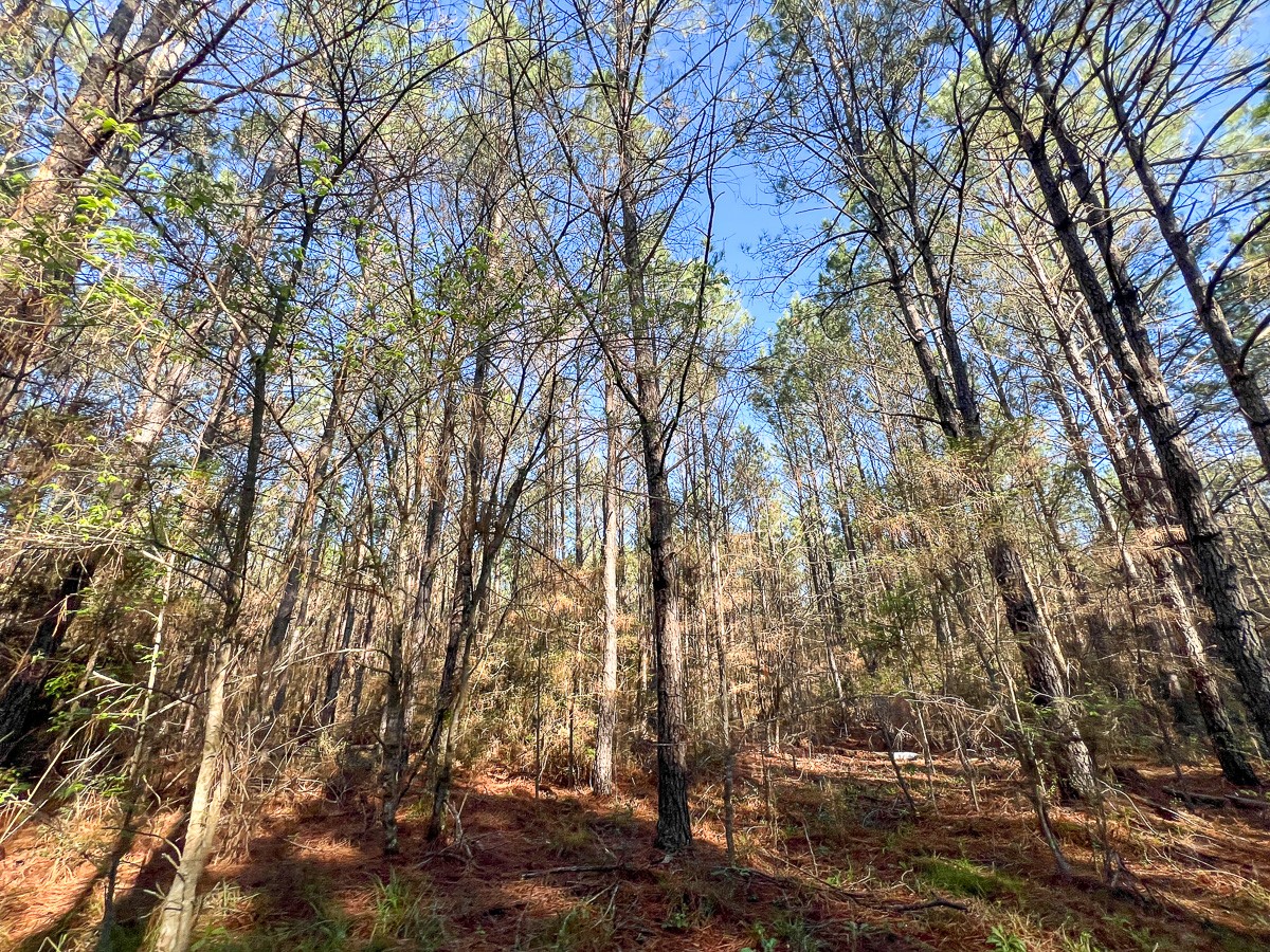 1 Bishop Road Huntsville, TX 77320 - Photo 11 of 13 a view of forest