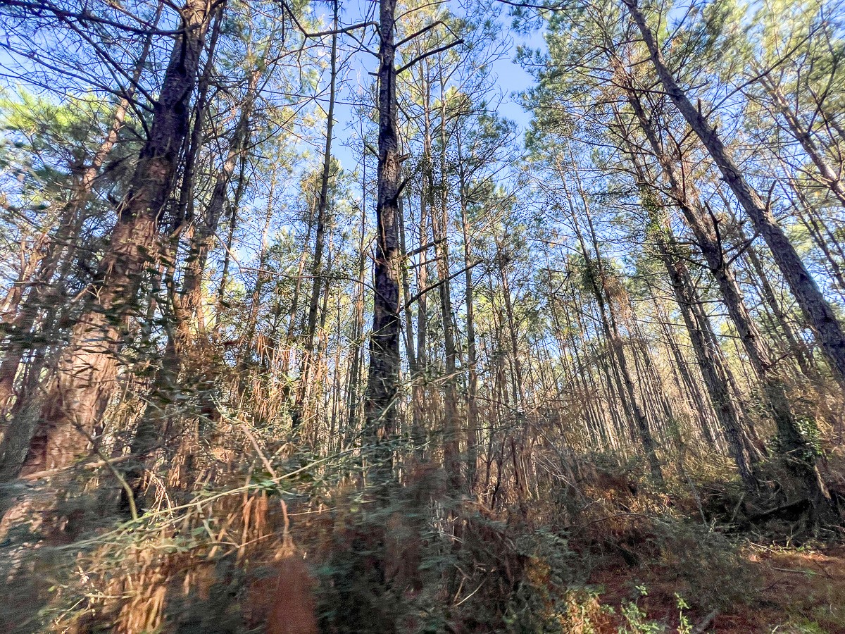 1 Bishop Road Huntsville, TX 77320 - Photo 12 of 13 a view of forest