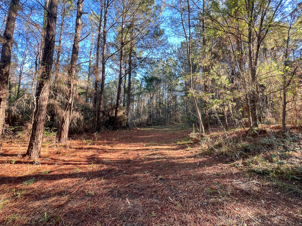 1 Bishop Road Huntsville, TX 77320 - Photo 4 of 13 a backyard of a house with lots of green space