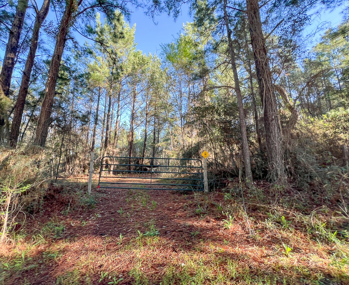 1 Bishop Road Huntsville, TX 77320 - Photo 5 of 13 a view of outdoor space with trees
