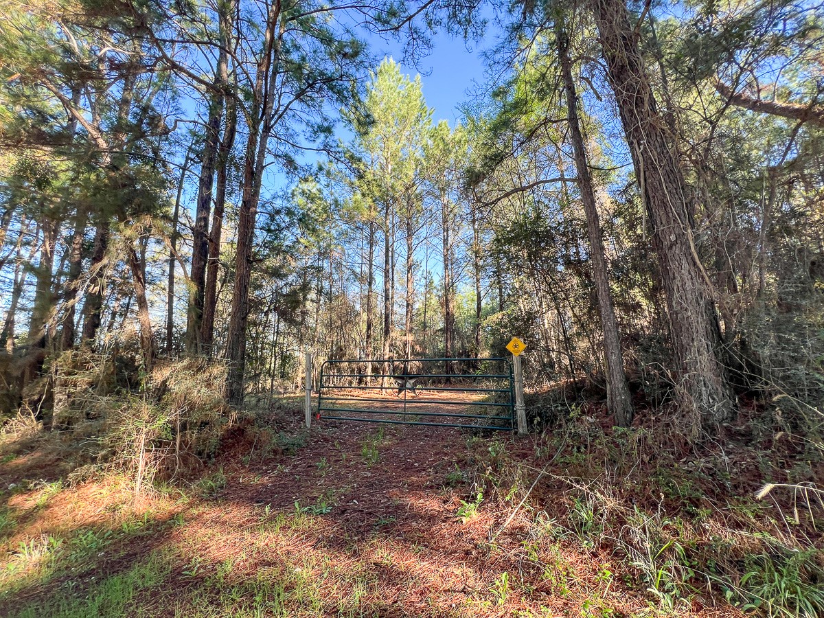 1 Bishop Road Huntsville, TX 77320 - Photo 6 of 13 a backyard of a house with lots of green space