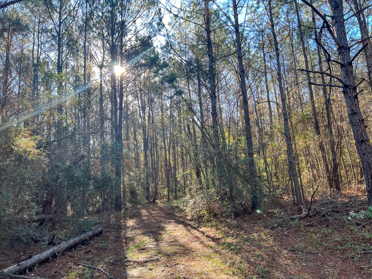 1 Bishop Road Huntsville, TX 77320 - Photo 7 of 13 a view of backyard with green space