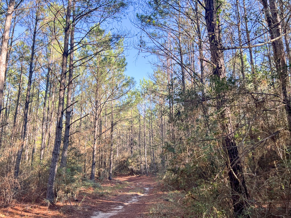 1 Bishop Road Huntsville, TX 77320 - Photo 8 of 13 a view of a forest filled with trees