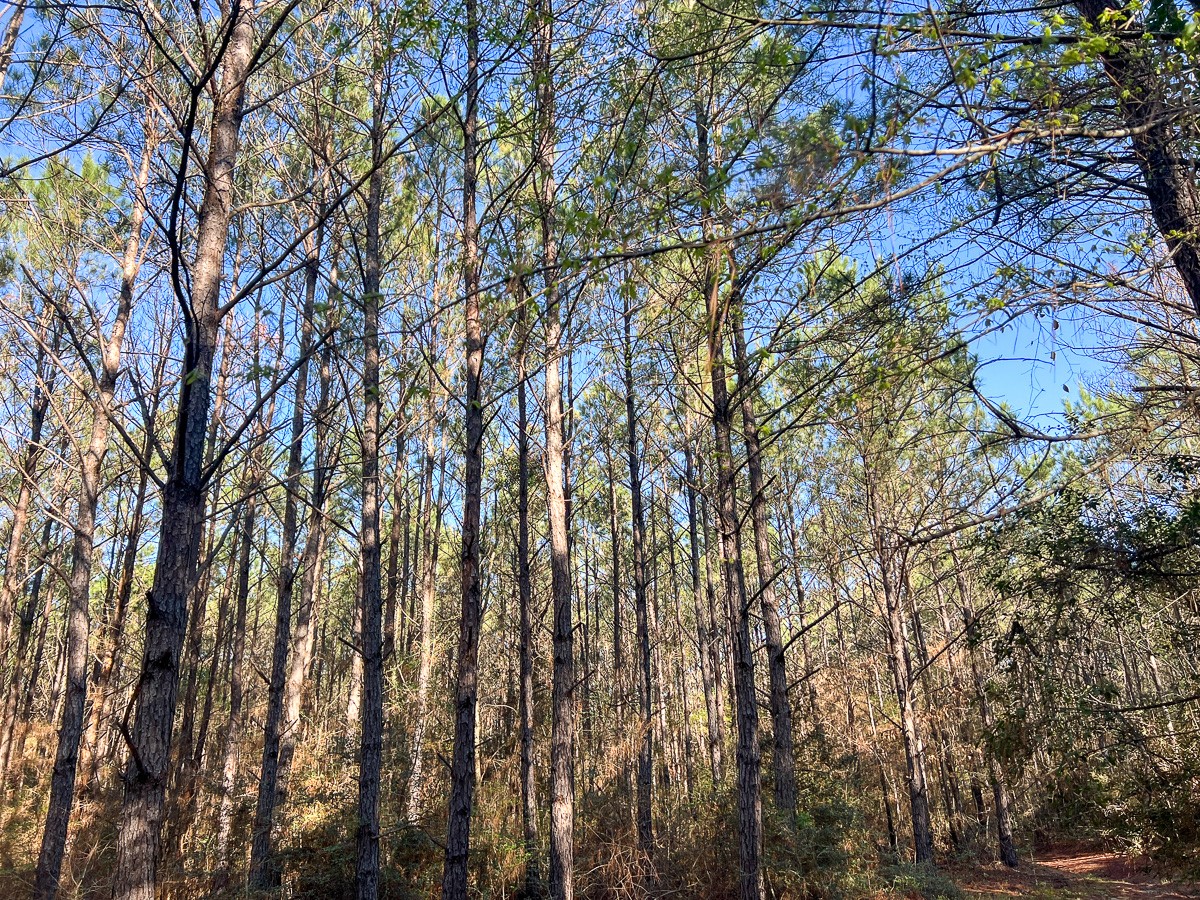 1 Bishop Road Huntsville, TX 77320 - Photo 9 of 13 a backyard of a building