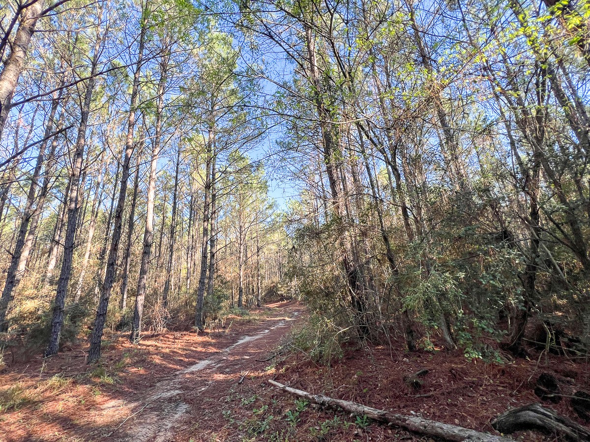 1 Bishop Road Huntsville, TX 77320 - Photo 10 of 13 a view of outdoor space and trees