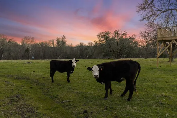 a view of a two chairs in a garden