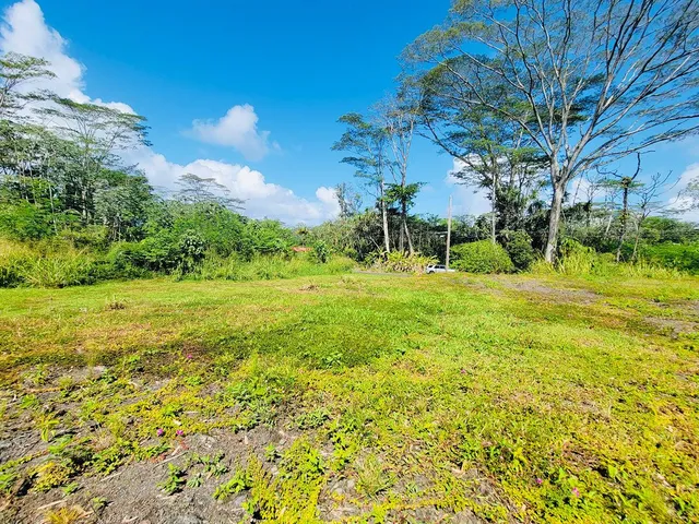 a view of a garden with a tree