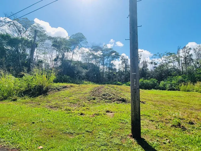a view of a yard with an tree