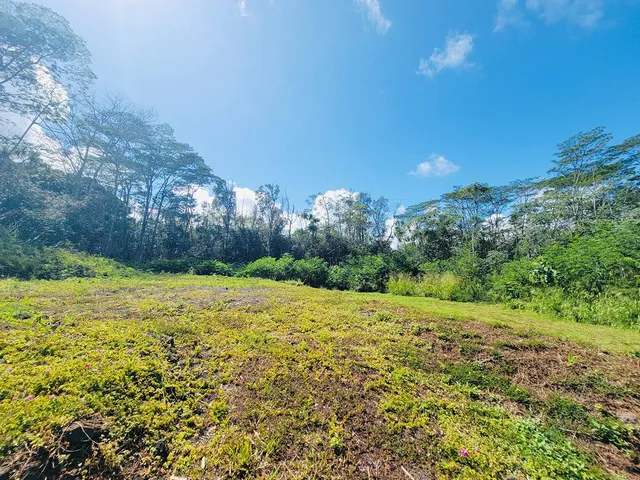 a view of a field with plants and trees