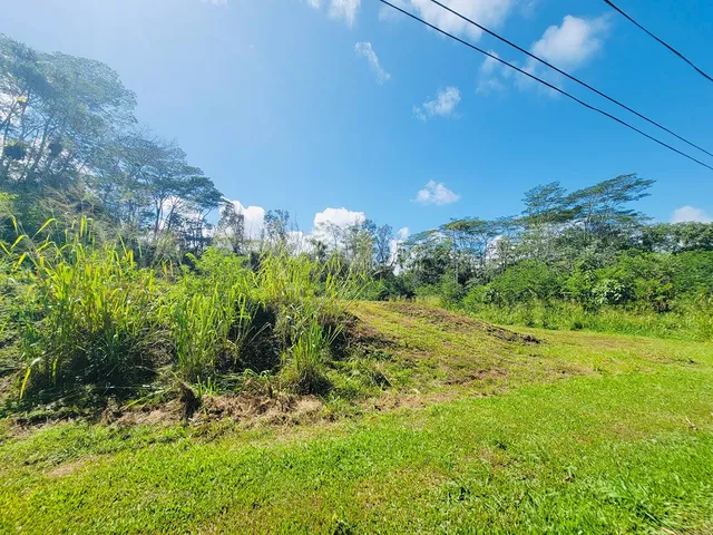 a view of a lush green space