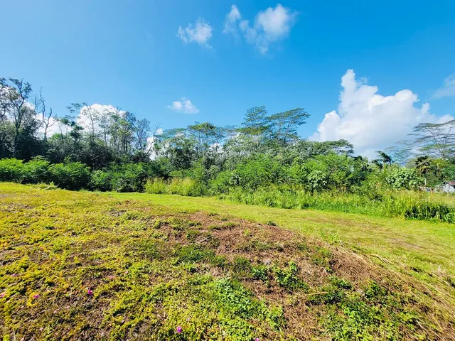 a view of a yard with a tree