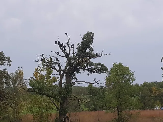 a view of a tree in a field with a tree in front of it
