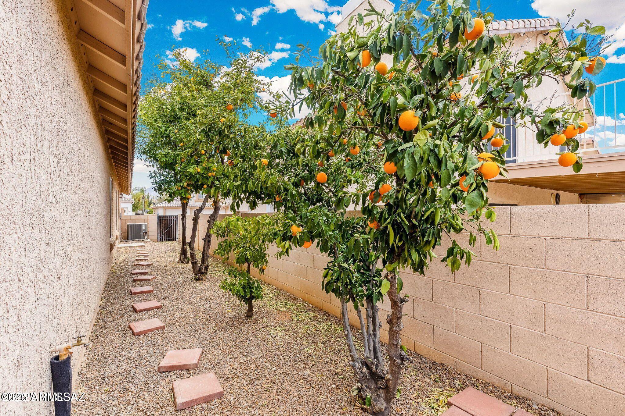 11161 North Par Drive Oro Valley, AZ 85737 - Photo 32 of 35 a view of a yard with plants and flowers