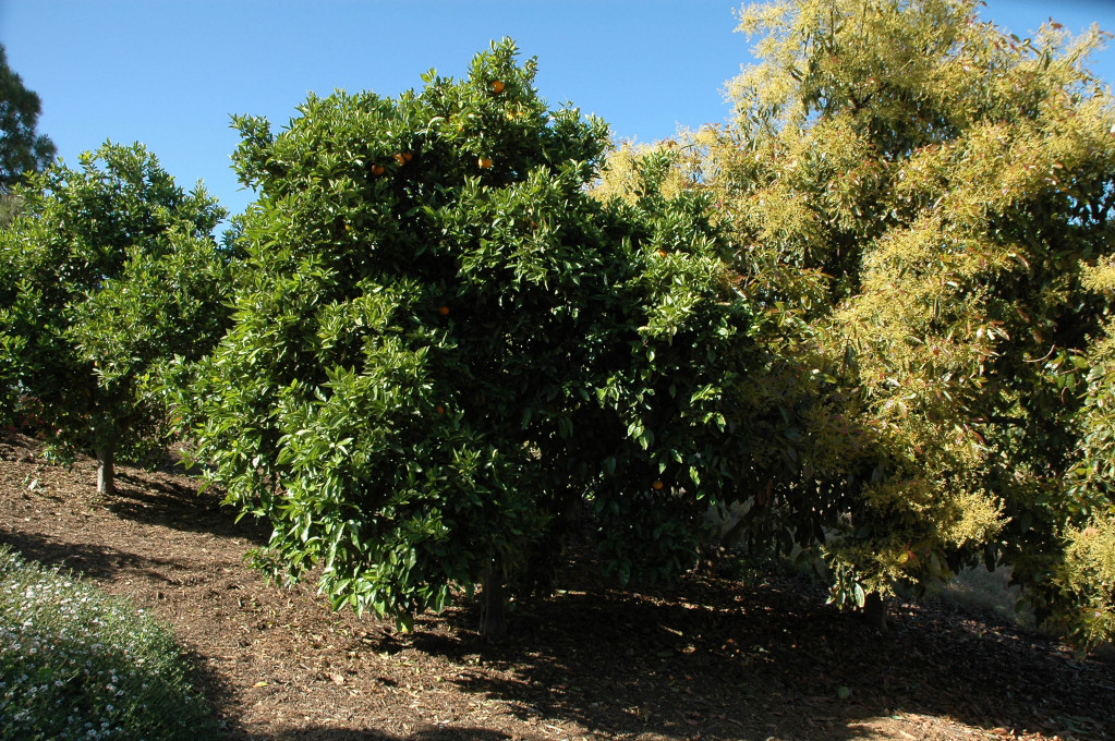 855 Miramonte Drive Santa Barbara, CA 93109 - Photo 19 of 25 a view of a tree