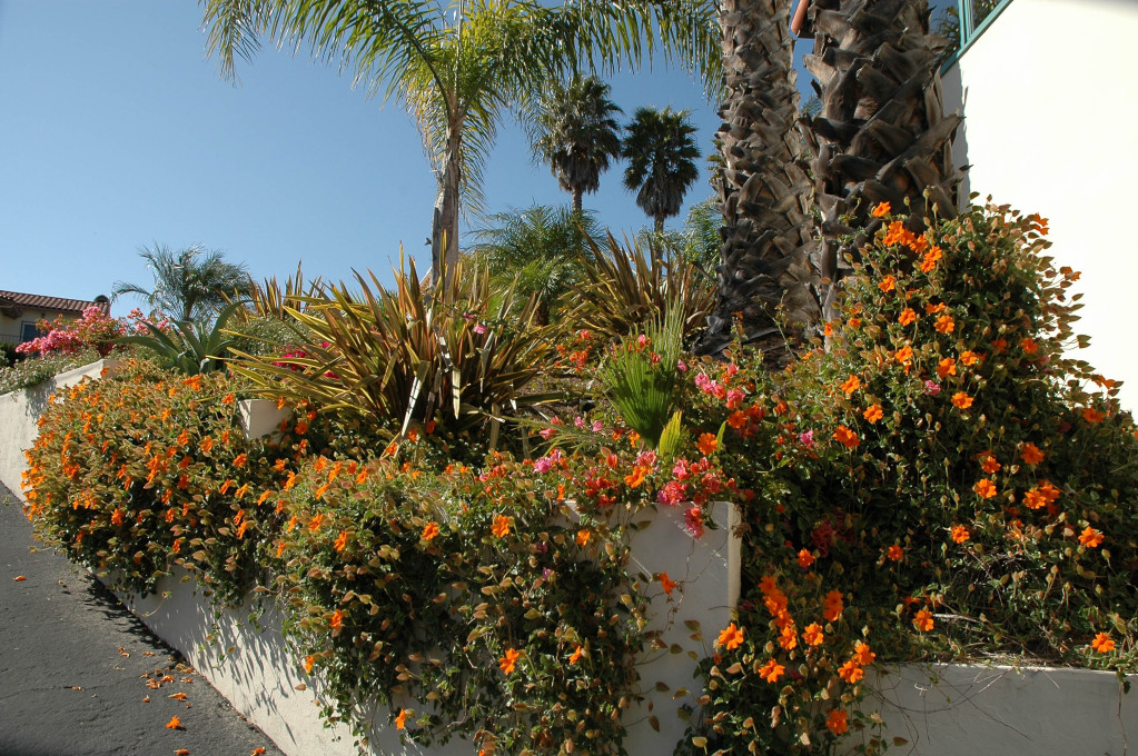 855 Miramonte Drive Santa Barbara, CA 93109 - Photo 24 of 25 a picture of flowers