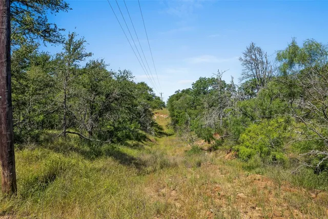 a view of a bunch of plants and trees in the background