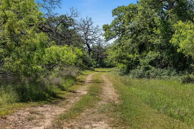 a view of a yard with a tree