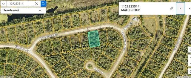 a view of a forest with a tree