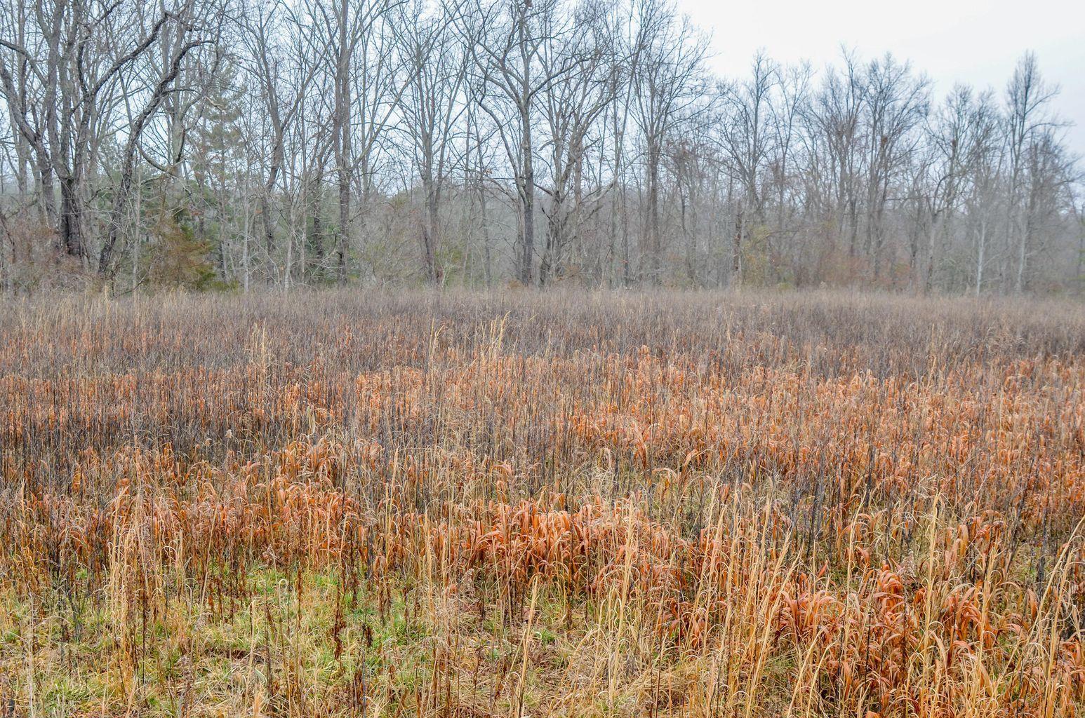 Brewstertown Road Robbins, TN 37852 - Photo 4 of 11 Brewstertown