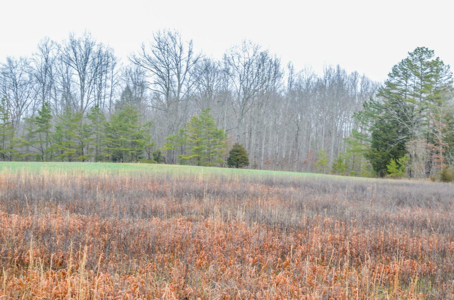 Brewstertown Road Robbins, TN 37852 - Photo 5 of 11 Brewstertown
