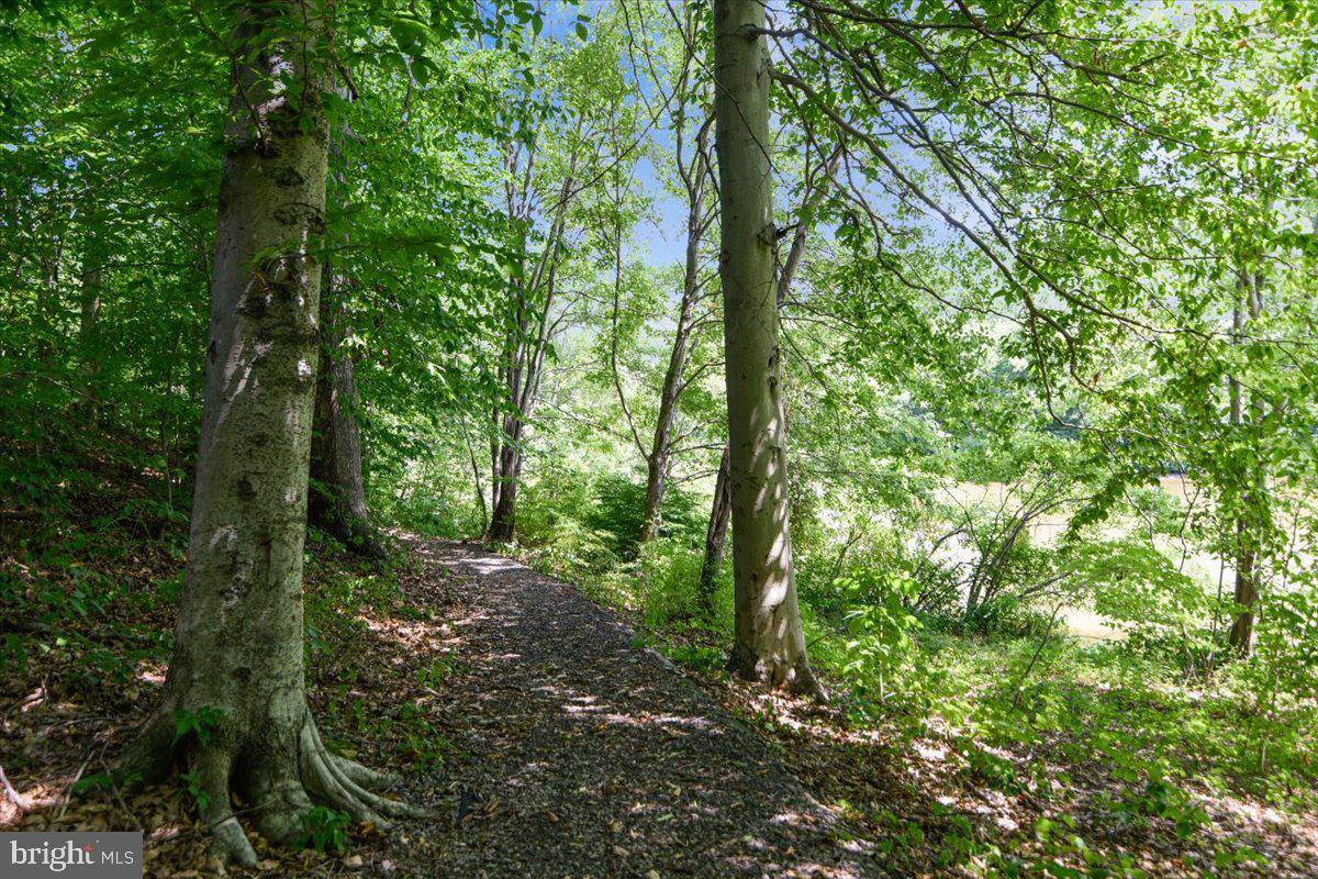 5211 Spring Branch Boulevard Dumfries, VA 22025 - Photo 25 of 32 a view of a forest with trees