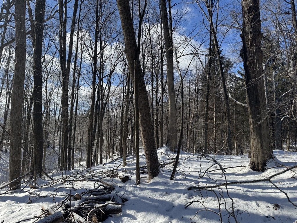 0 Pickett Lane Greenfield, MA 01301 - Photo 6 of 11 a view of a park with trees
