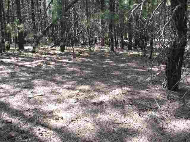 784 Larson Loop Forest Lakes, AZ 85931 - Photo 2 of 5
