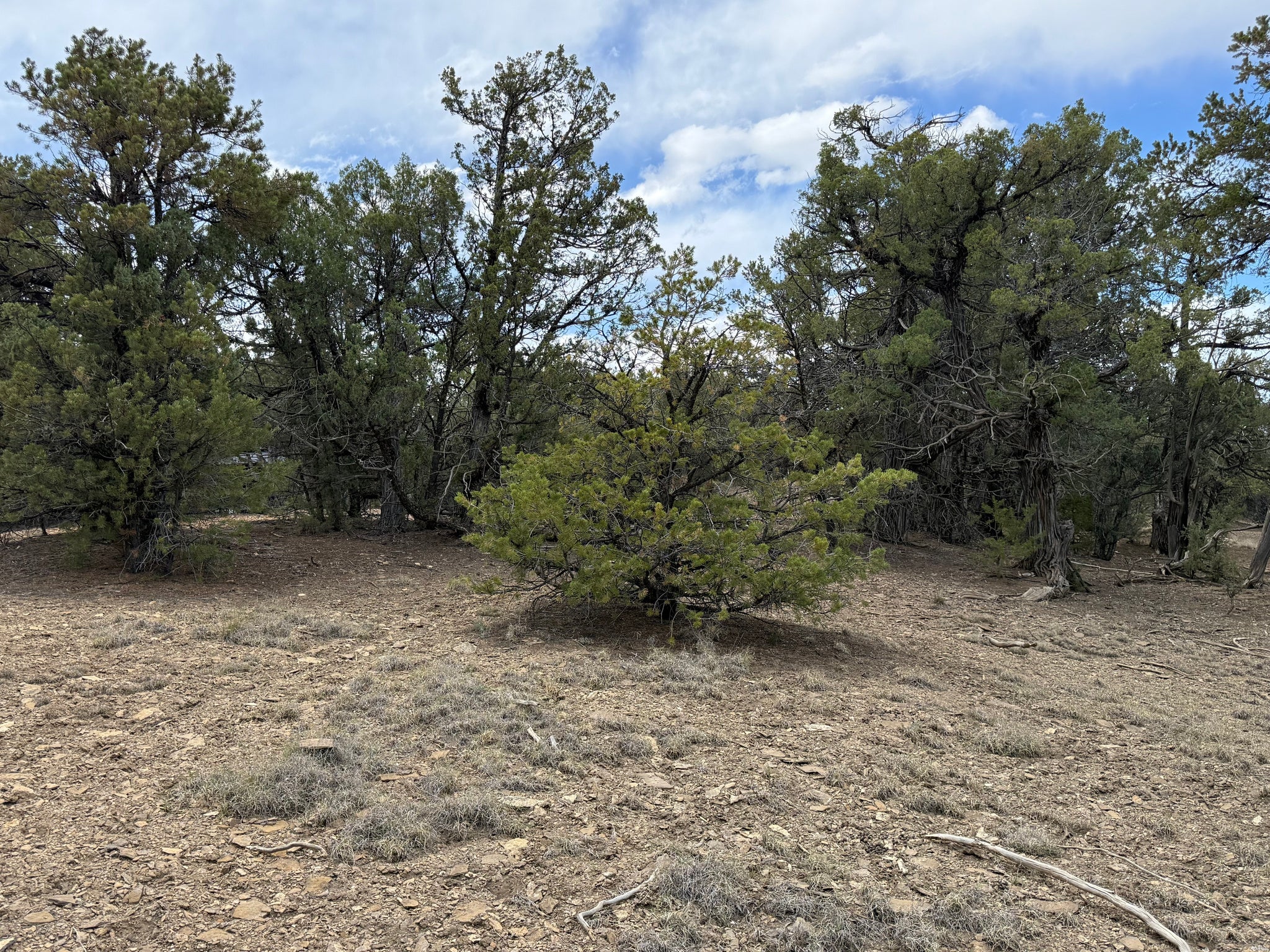Pinon Ridge Boulevard Los Ojos, NM 87551 - Photo 1 of 2 Gallery Image 1