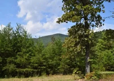 a view of a bunch of trees