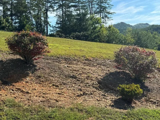 a view of a yard with plants and large trees