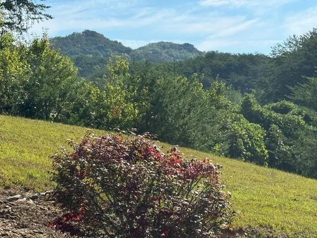 a view of a field with a tree