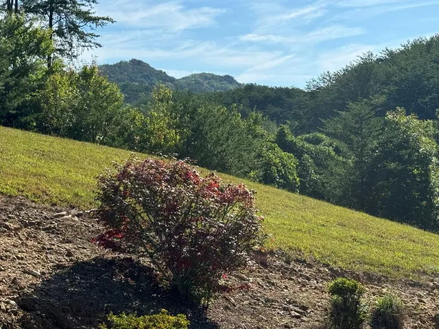 a view of a field with an ocean