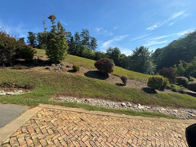 a view of a park with large trees