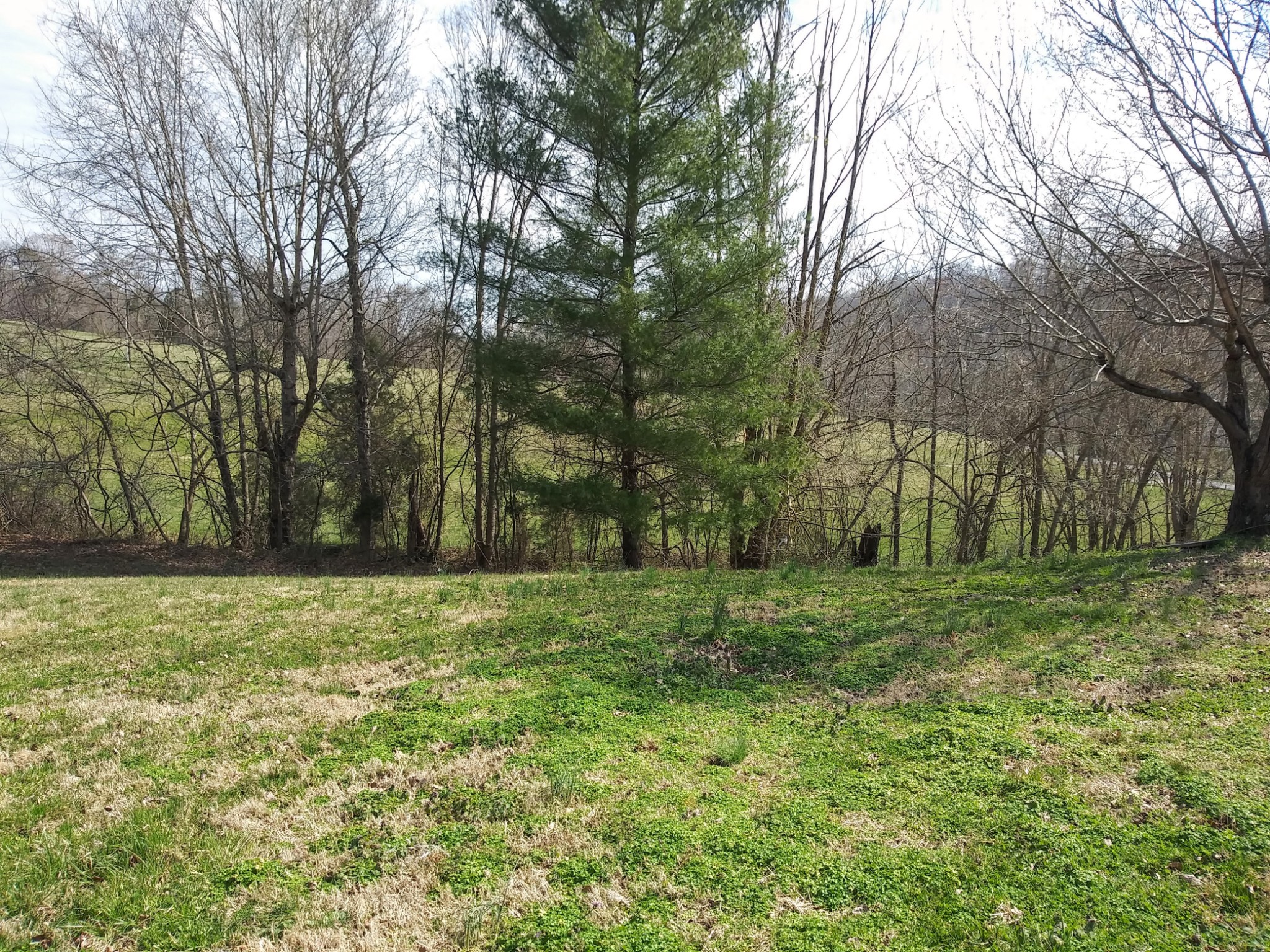 5330 Long Branch Road Tennessee Ridge, TN 37178 - Photo 51 of 57 a big yard with lots of green space and trees