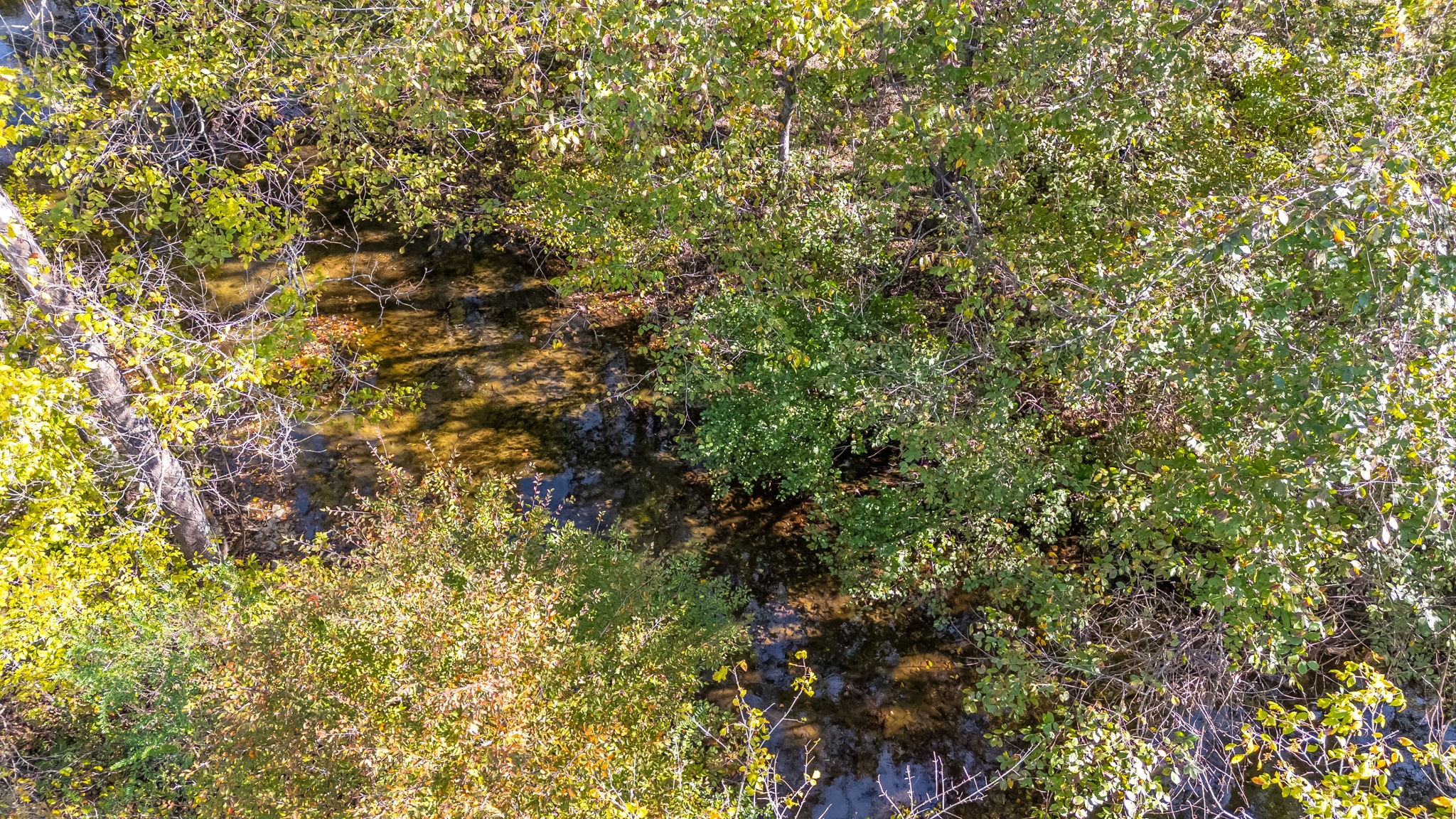 260 West Fork Road Mount Pleasant, TN 38474 - Photo 24 of 54 a view of a tree