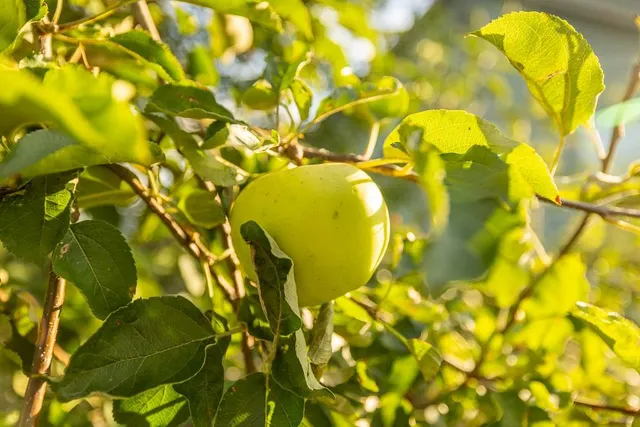 $559,000 | 10791 Northeast State Rte D, Butler, MO 64730