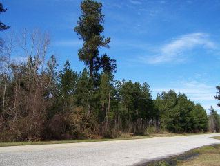 0 Old River Road Pinewood, SC 29125 - Photo 1 of 1
