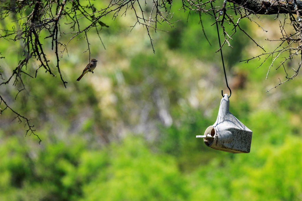 256 Persimmon Point Mason, TX 76856 - Photo 43 of 60 a close up of a tree in a garden