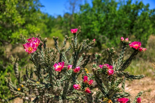 $6,150,000 | 256 Persimmon Point, Mason, TX 76856